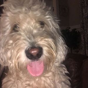 Meet your Posher, Bridget